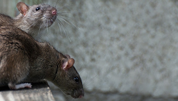 Mouse, Rat and Rodent Extermination